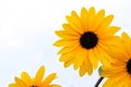 Yellow flowers, Black Eyed Susan or rudbeckia flower Royalty Free Stock Photo