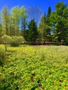 Yellow flowers blanket a field in Maine