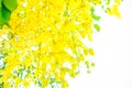 Yellow flowers in bloom. Beautiful bouquet with tropical flowers and plants on white background. Yellow wisteria Royalty Free Stock Photo