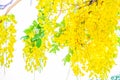 Yellow flowers in bloom. Beautiful bouquet with tropical flowers and plants on white background. Yellow wisteria Royalty Free Stock Photo