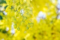 Yellow flowers in bloom. Beautiful bouquet with tropical flowers and plants on white background. Yellow wisteria Royalty Free Stock Photo