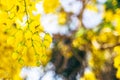 Yellow flowers in bloom. Beautiful bouquet with tropical flowers and plants on white background. Yellow wisteria Royalty Free Stock Photo