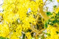 Yellow flowers in bloom. Beautiful bouquet with tropical flowers and plants on white background. Yellow wisteria Royalty Free Stock Photo