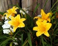 Yellow Flowers in Bloom