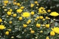 Yellow flowers in bloom full frame used as background