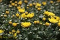 Yellow flowers in bloom. Full frame used as background. Ggentle yellow flowers