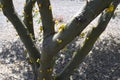 Sweet Acacia tree in bloom Royalty Free Stock Photo