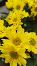 Yellow flowers that bloom together Royalty Free Stock Photo