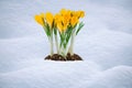 Yellow flowers bloomed in early spring, crocuses bloom in the snow Royalty Free Stock Photo