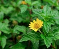 Yellow flowers bloomimg in garden with green backgound Royalty Free Stock Photo