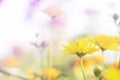 Yellow flowers are blooming for the background.