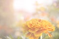 Yellow flowers are blooming for the background.