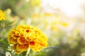 Yellow flowers are blooming for the background.