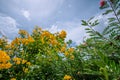 The yellow flowers are blooming beautifully. Under the clear sky Royalty Free Stock Photo