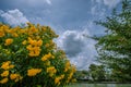 The yellow flowers are blooming beautifully. Under the clear sky Royalty Free Stock Photo