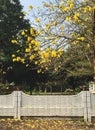 Yellow flowers blooming at botanic garden Royalty Free Stock Photo