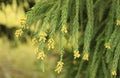 Yellow flowers blooming on a Cryptomeria tree in springtime.