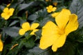 Yellow flowers blooming and dark green leave with droplets. Royalty Free Stock Photo