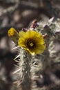 Yellow flowers blooming in desert cholla in Imperial Valley California