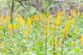 Yellow flowers are blooming in the field