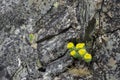 Yellow flowers of blooming golden root, Rhodiola rosea