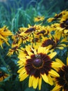 Yellow flowers blooming in the grass