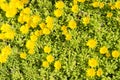 Yellow midday flowers Royalty Free Stock Photo