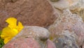 Small yellow pansies blooming among the stones. Royalty Free Stock Photo