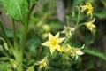 Yellow flowers of a blooming tomato in a greenhouse Royalty Free Stock Photo