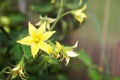 Yellow flowers of a blooming tomato in a greenhouse Royalty Free Stock Photo