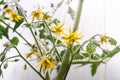 Yellow flowers of a blooming tomato in a greenhouse Royalty Free Stock Photo