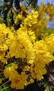 Yellow flowers blooming tree of Peltophorum dubium