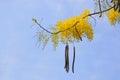 The yellow flowers are blooming on the trees with the sky backdrop, Golden shower, Cassia fistula Royalty Free Stock Photo