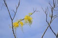 The yellow flowers are blooming on the trees with the sky backdrop, Golden shower, Cassia fistula Royalty Free Stock Photo
