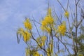 The yellow flowers are blooming on the trees with the sky backdrop, Golden shower, Cassia fistula Royalty Free Stock Photo