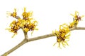 Yellow flowers on a blooming witch hazel branch Hamamelis isolated on a white background, medicinal plant used for skin care Royalty Free Stock Photo