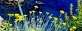 Yellow Flowers and a blue ocean Royalty Free Stock Photo