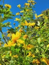 Yellow flowers blue sky Royalty Free Stock Photo