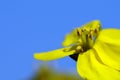 Yellow flowers and blue sky Royalty Free Stock Photo