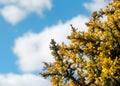 Yellow flowers on blue sky background on spring day Royalty Free Stock Photo