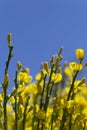 Yellow flowers and blue sky Royalty Free Stock Photo