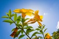 Yellow flowers and blue sky