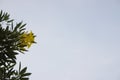 Yellow flowers, blue sky and white clouds Royalty Free Stock Photo