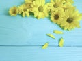 Yellow flowers on a blue wooden background, autumn Royalty Free Stock Photo