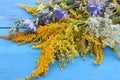 Yellow flowers on blue wooden table. Natural floral background. Bunch of medicinal plants goldenrod, yarrow and chicory Royalty Free Stock Photo