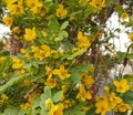 Yellow flowers branch, flowering tree .