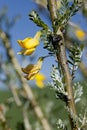 Yellow flowers on the branch.