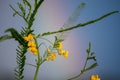 Yellow Flowers in front of blurred rainbow Royalty Free Stock Photo