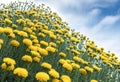 Yellow flowers