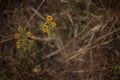 Yellow flowers on brown dried herbs background